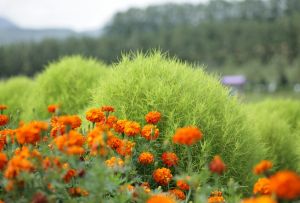 Kokhiya : 성장 및 관리 방법 (21 사진)