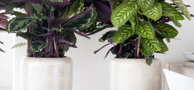 Calathea sebagai hiasan rumah dan apartmen (34 foto)