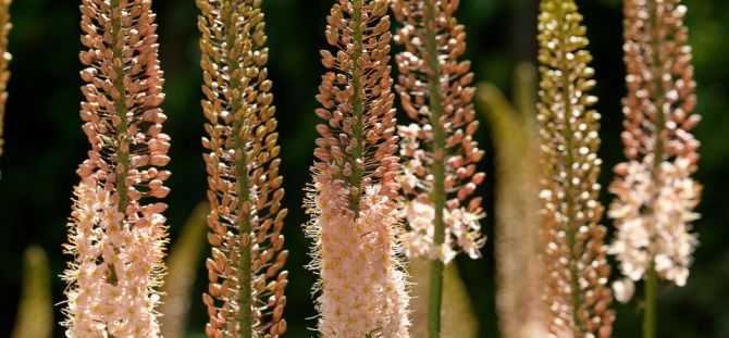 Eremurus: features of growing, reproduction, application in the exterior (20 photos)