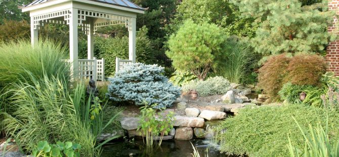 Coniferous plants for the garden (18 photos): decorative decoration of the site