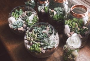 Florarium: ciri-ciri mewujudkan taman mini di belakang kaca (62 foto)