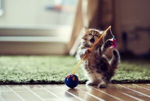 Ремонт и декорация на коридора, ако в къщата има котка или куче (57 снимки)