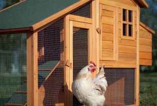 How to quickly and easily build a chicken coop with your own hands?