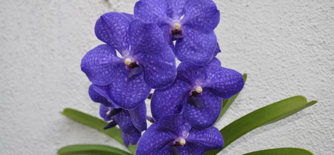 Orchid Wanda: ciri-ciri utama yang semakin meningkat (23 foto)