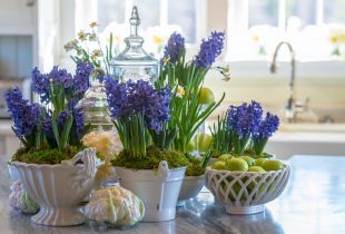 Hyacinth: harbingers spring pada windowsill (23 photos)