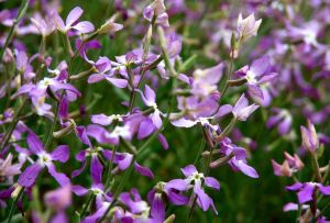 Mattiola: ciri-ciri penanaman dan penggunaan di bahagian luar (21 foto)