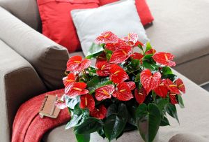 Anthurium home: как да се грижим, винаги да радваме окото (28 снимки)