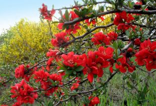 Ciri-ciri tumbuh quince Jepun dalam plot peribadi (20 photos)