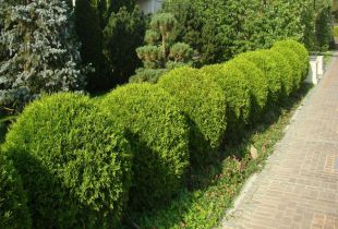 Hedge on the site (20 photos): beautiful design of fences