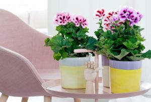 Pelargonium home: a riot of colors in the interior (24 photos)