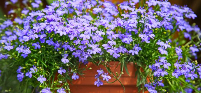 Lobelia in the garden: planting and care (25 photos)