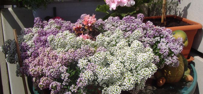 Lobularia in the garden: a fragrant 