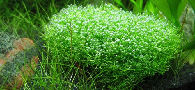 Aquarium plants: benefits, care, where to start (20 photos)