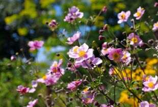 Bunga perennial untuk kediaman musim panas: kecantikan tanpa kerumitan yang tidak perlu (25 gambar)