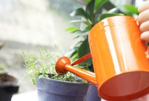 Bewässerung von Zimmerblumen: beliebte und einfache Möglichkeiten