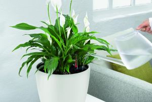 Spathiphyllum: 