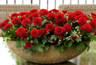 Home chrysanthemum: how to easily tame a beauty (21 photos)