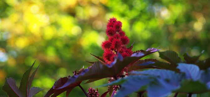 Castor oil plant in the garden: how to grow an evergreen plant (23 photos)