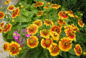 Gelenium - an exquisite and bright decoration of the autumn garden (23 photos)