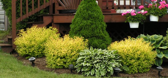 Ornamental shrubs (51 photos): landscape design of a garden or a site, beautiful combinations