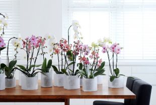 Rumah Phalaenopsis: bunga tropika di bandar (24 foto)