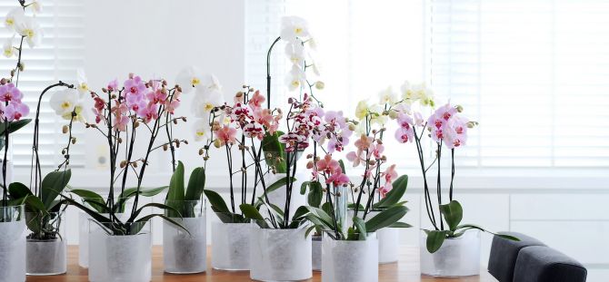 Rumah Phalaenopsis: bunga tropika di bandar (24 foto)