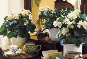 Къдрави растения в интериора: грижа и местоположение (28 снимки)