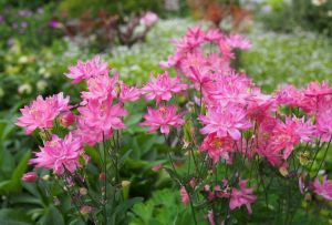Aquilegia at home and on the plot (22 photos)