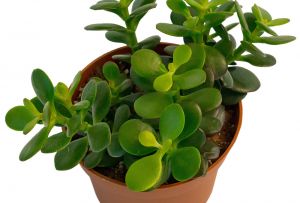 Парично дърво в интериора (19 снимки): привличаме благополучието в къщата