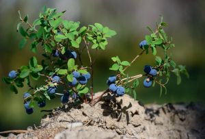 Garden blueberry: care features (22 photos)