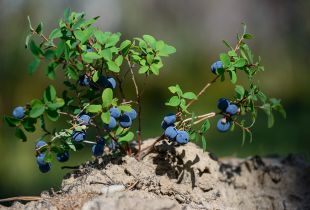 Blueberry taman: ciri penjagaan (22 foto)