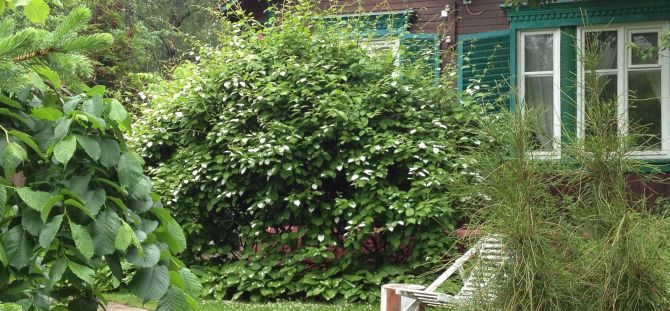 Actinidia: features, types, nuances of planting, care and reproduction (20 photos)