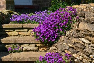 Aubrieta - decoration of any garden (23 photos)