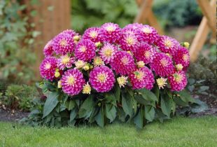 Dahlias in a summer cottage: how to grow and care (20 photos)