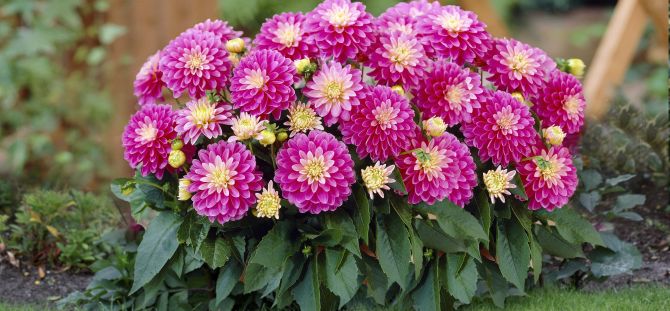 Dahlias in a summer cottage: how to grow and care (20 photos)