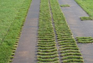 Градинската скара е идеална опция за създаване на естествени зелени пътеки в страната (20 снимки)