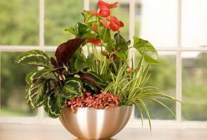 Maranta: jenis utama dan peraturan untuk menjaga tumbuhan (24 gambar)