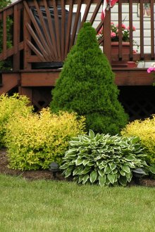 Красива композиция от храсти в близост до стълбите на къщата