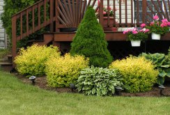 Beautiful composition of shrubs near the stairs of the house