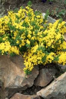 Храст с жълти цветя, рамкирани с камъни