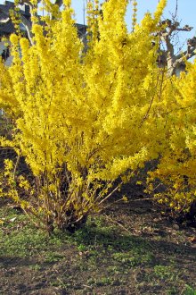 Голям храст с жълти цветя