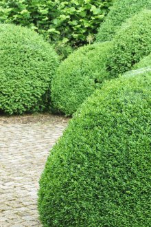 Кръгли зелени храсти