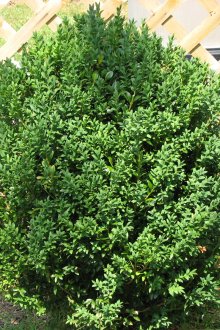 Красив голям храст в озеленяването