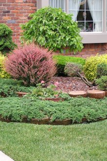 Озеленяване на храсти под прозореца