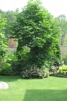 Красива комбинация от дървета и храсти на сайта