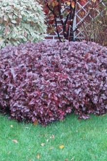 Необичаен храст на сайта