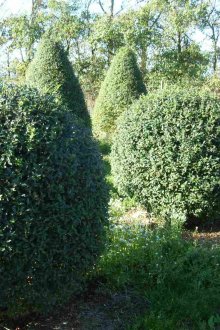 Възможност за регистрация на храсти на сайта