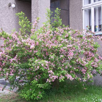 Красив голям храст с розови цветя