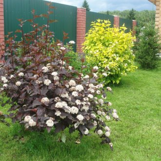 Единични храсти на сайта