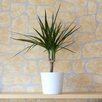 Fringed dracaena